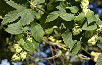 Hopfen